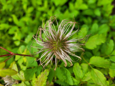 Clematis alpina Alpen-Waldrebe